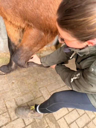 Muskulatur-Entspannung bei einem Pferd