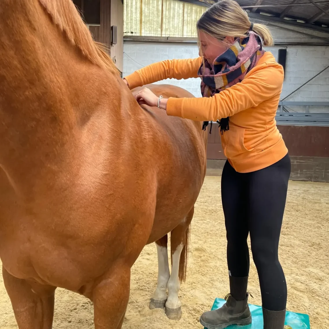 Behandlung eines Pferdes zur Lösung von Spannungen Physiotherapie für Pferde in Soltau