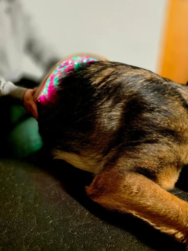 Lichttherapie am Rücken eines Hundes
