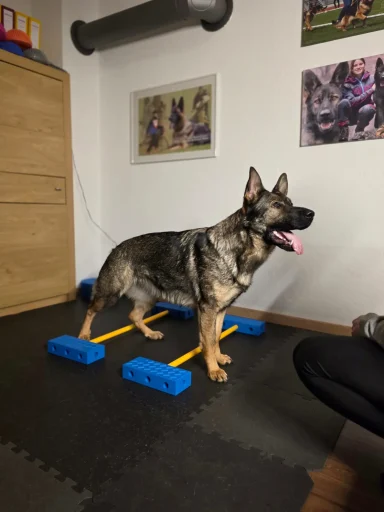 Mobilitätsübung mit Cavalettis bei einem Hund