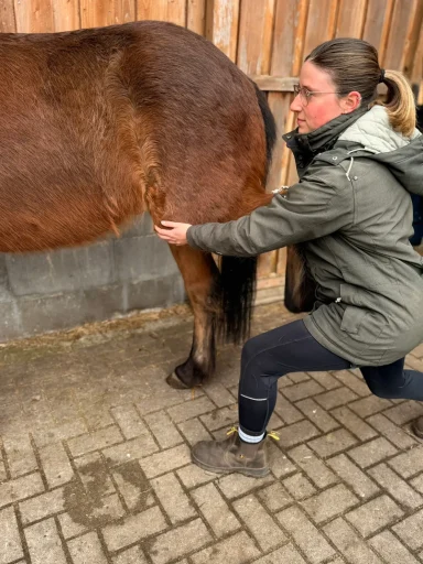 Mobilitätsuntersuchung eines Pferdes