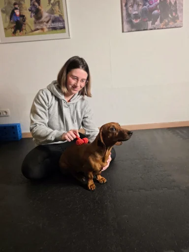 Anwendung eines Massagerollers bei einem Dackel